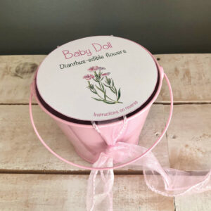 Children's Gardening Dianthus Bucket