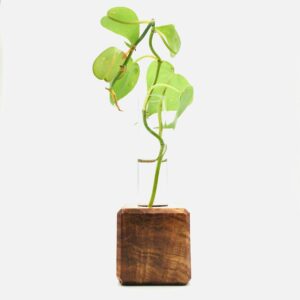 Children's Gardening Propagation Tube