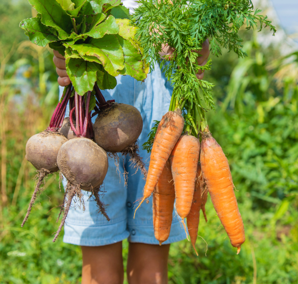 Child holding carrots and beetroots