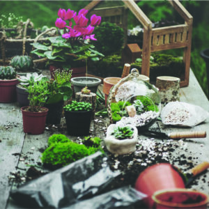 Make your own Terrarium